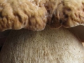 Calzamaglia (B. Caporaletti)